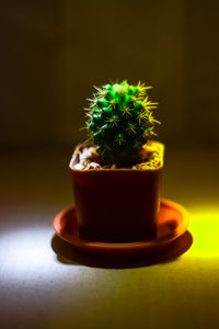 Close-up of potted plant on table