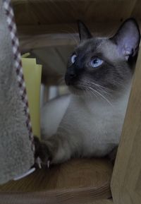 Close-up of a cat looking away