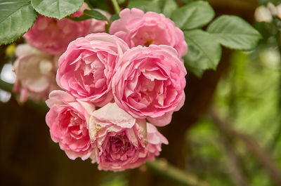 Close-up of pink rose