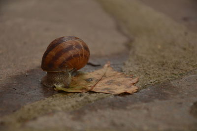 Close-up of snail on dry leaf
