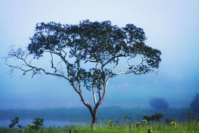 Tree against sky