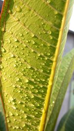 Close-up of wet green leaves