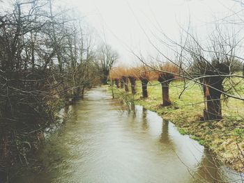 Bare trees in water