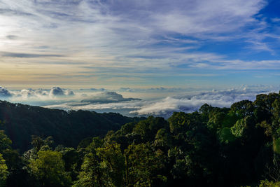Scenic view of forest against sky