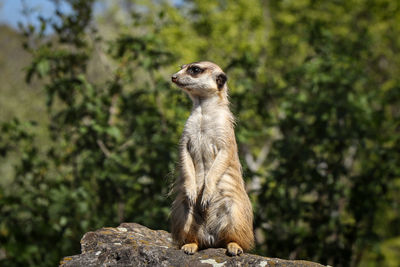 Meerkat stands on a high rock, watching the danger. humorous expression 