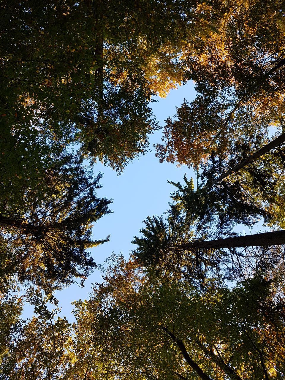 LOW ANGLE VIEW OF TREES DURING AUTUMN