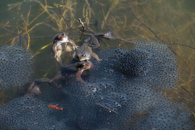 Close-up of crab on plant