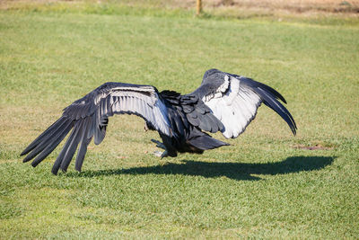 Rear view of vulture flying on over grassy field