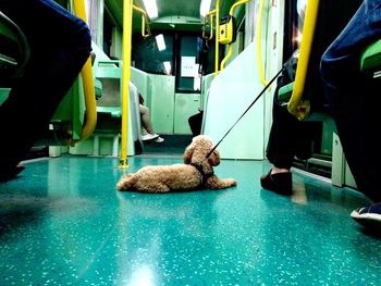 Dog with low section of people traveling in train