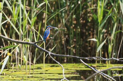 Bird perching on a branch