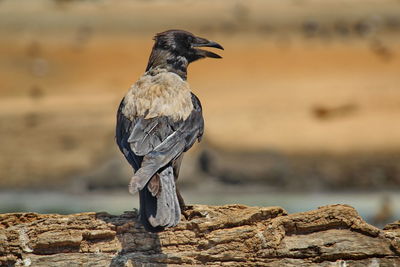 Bird perching on log