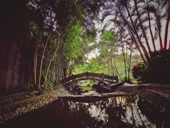 Trees by plants in forest