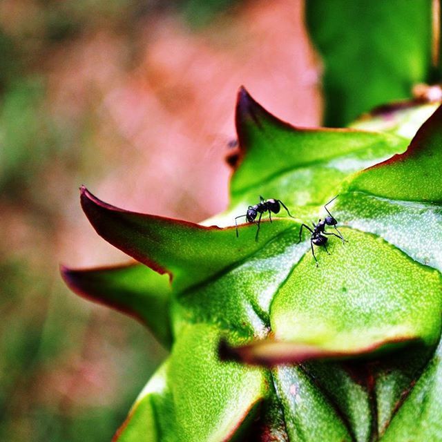 insect, animal themes, one animal, animals in the wild, wildlife, leaf, close-up, focus on foreground, green color, plant, nature, selective focus, animal antenna, day, outdoors, dragonfly, zoology, bug, growth, no people