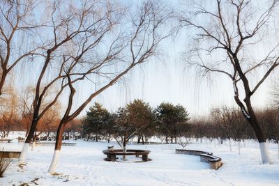 Trees on snow covered field