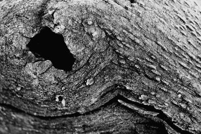 Full frame shot of tree trunk