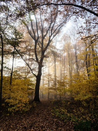 Trees in forest during autumn