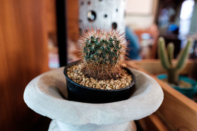 Close-up of succulent plant on table