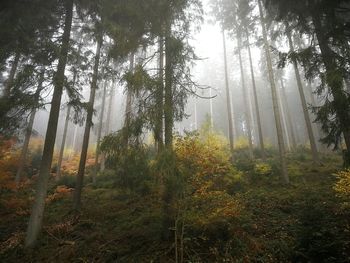 Pine trees in forest