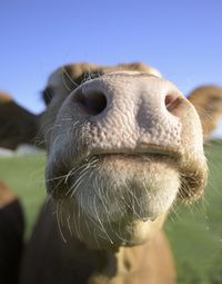 Close-up of an cow head looking at camera 