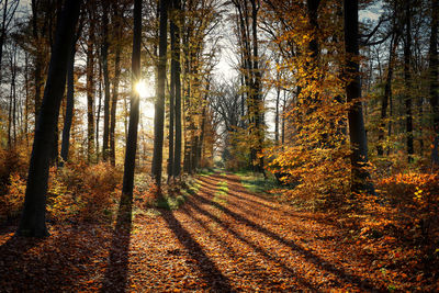 Trees in forest during autumn