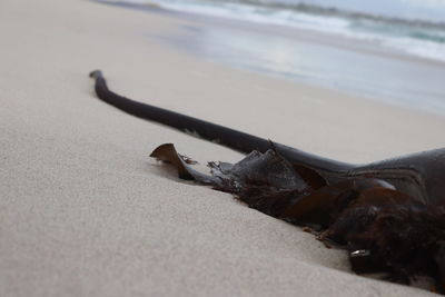 Close-up of dead fish on beach