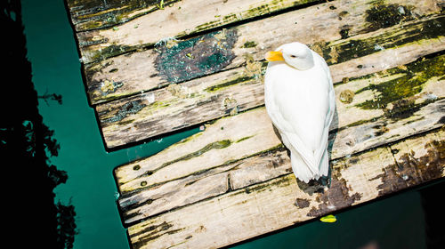 High angle view of seagull perching on wood against wall
