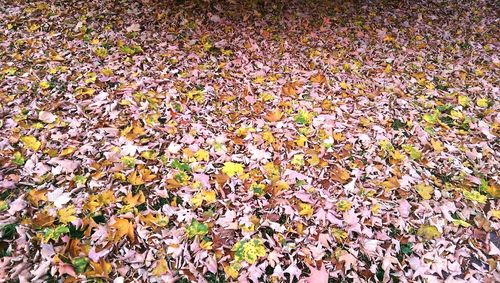 Full frame shot of leaves on field