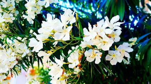 Close-up of white flowering plant