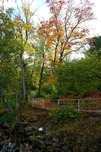 Trees in forest during autumn