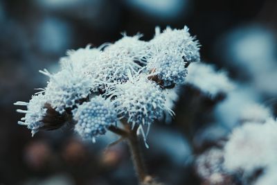 Close-up of snow on plant