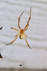 Close-up of spider