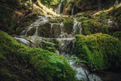 Scenic view of waterfall in forest