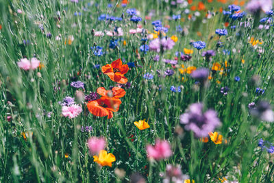 View of flowering plants on field