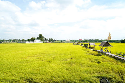 Beautiful environment landscape of green rice field or corn in asia country