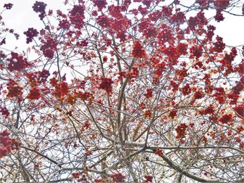 Low angle view of cherry blossom tree against sky