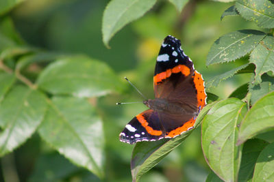 Butterfly on leaf