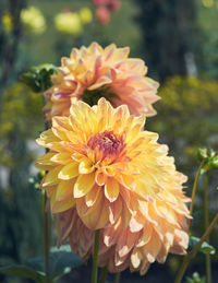 Beautiful vibrant dahlia flowers in garden