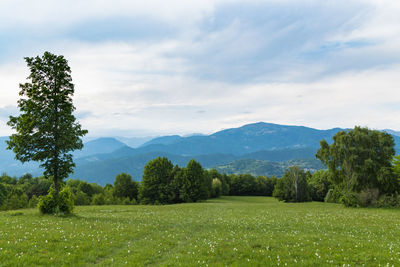 Scenic view of field against sky