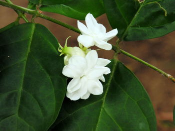 Close-up of flowers blooming outdoors