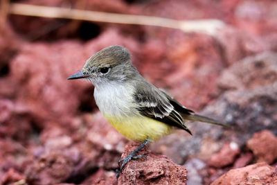 Close-up of bird perching on rock