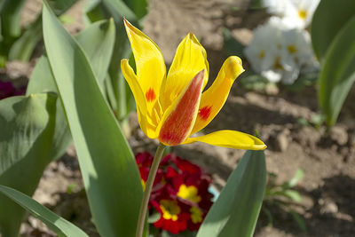 Close-up of yellow flowering plant