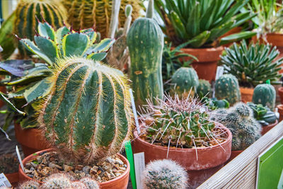 Close-up of potted plants