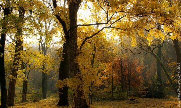 tree, autumn, yellow, growth, tranquility, beauty in nature, change, season, nature, tranquil scene, scenics, orange color, tree trunk, forest, branch, landscape, sunlight, non-urban scene, no people, outdoors