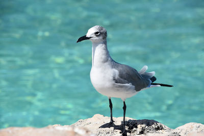 Great look of a white and gray gull on the coast in aruba.