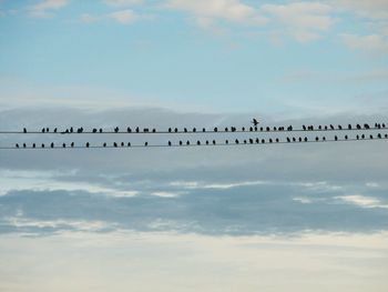 Birds flying against sky