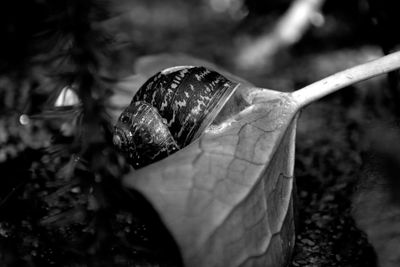 Close-up of shell on leaf