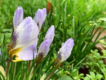 Close-up of wet purple flower buds growing outdoors