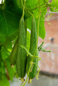 Close-up of water drops on plant