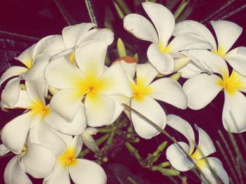 Close-up of white flowers