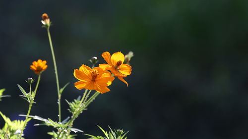 Close-up of yellow cosmos flower